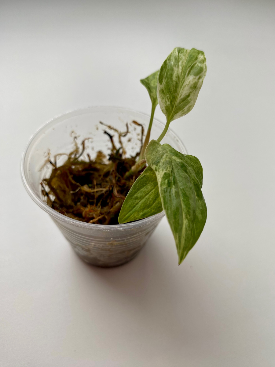 Монстера Ланиата Марбл Моттлед