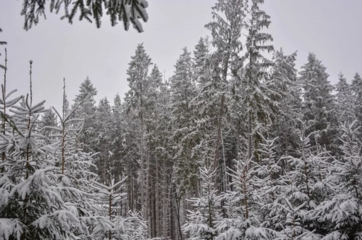    15 января в Туле прогнозируют небольшой мокрый снег и до +1℃