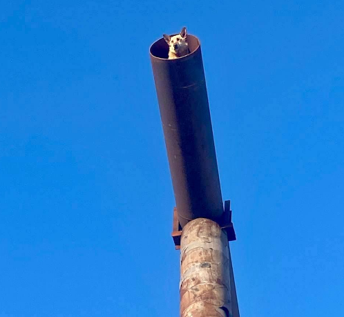    В Нижнем Новгороде спасатели вытащили пса из «парящей» трубы