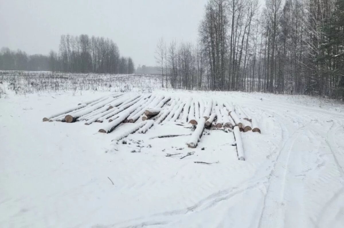    В Красноярском крае черный лесоруб вырубил 82 дерева с целью продать