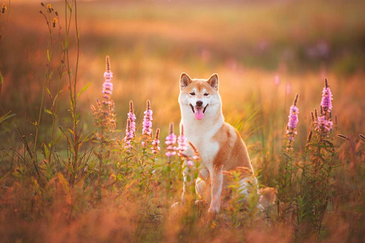 Anastasiia Cherniavskaia / Shutterstock / FOTODOM📷На выгул питомца породы акита-ину придется выделять несколько часов в день