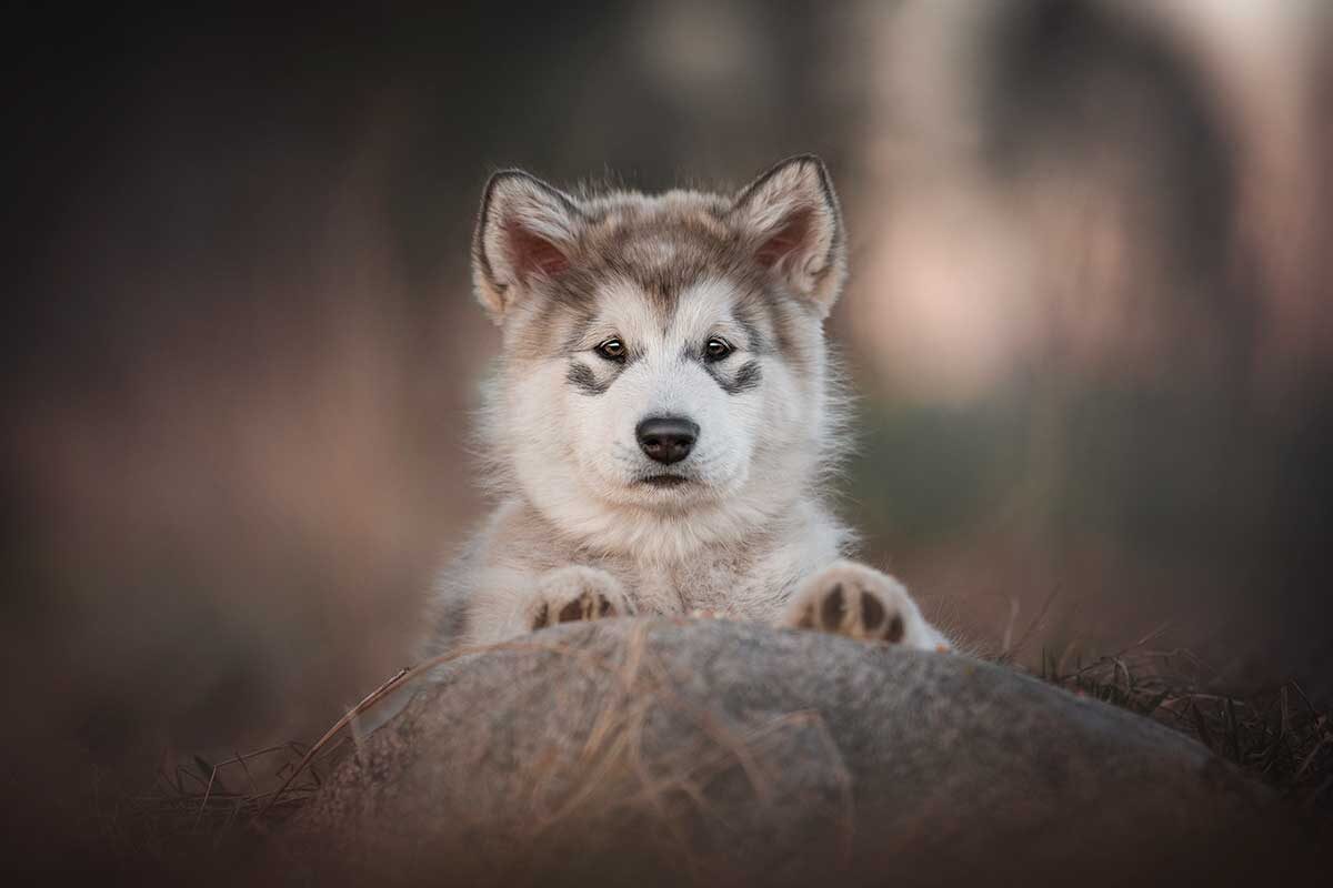Liudmila Bohush / Shutterstock / FOTODOM📷Аляскинский маламут не любит находиться в замкнутом пространстве