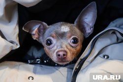    В Московской области волонтеры ищут той-терьера, таинственно пропавшего с вагона электрички