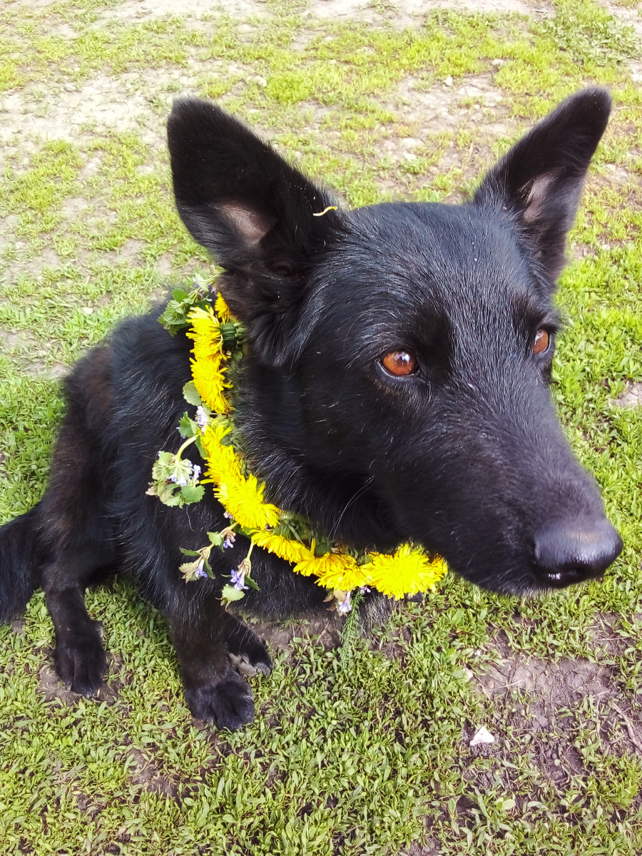 Это Гермиона, в простонародье Гера, она единственная с нами переехалв.