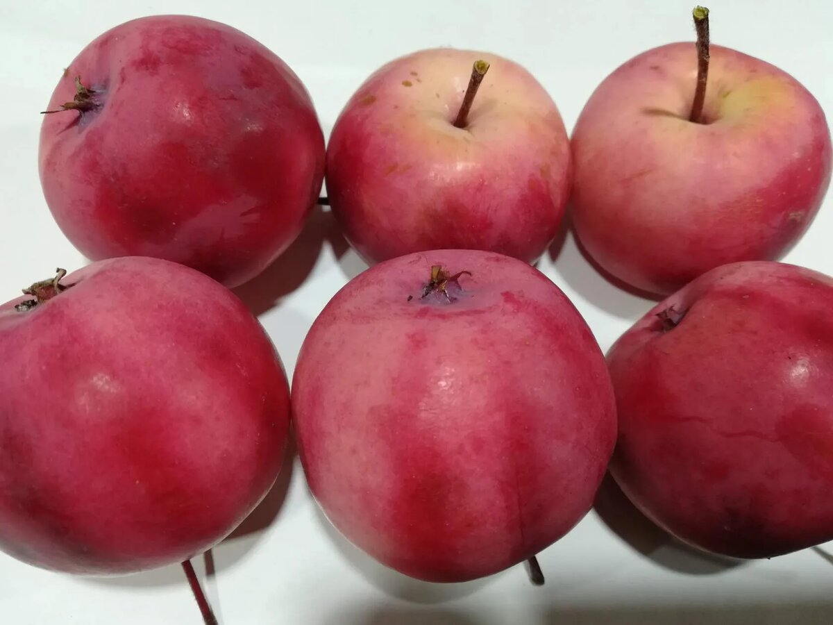 Шафран компакт (АК-30-5-7)