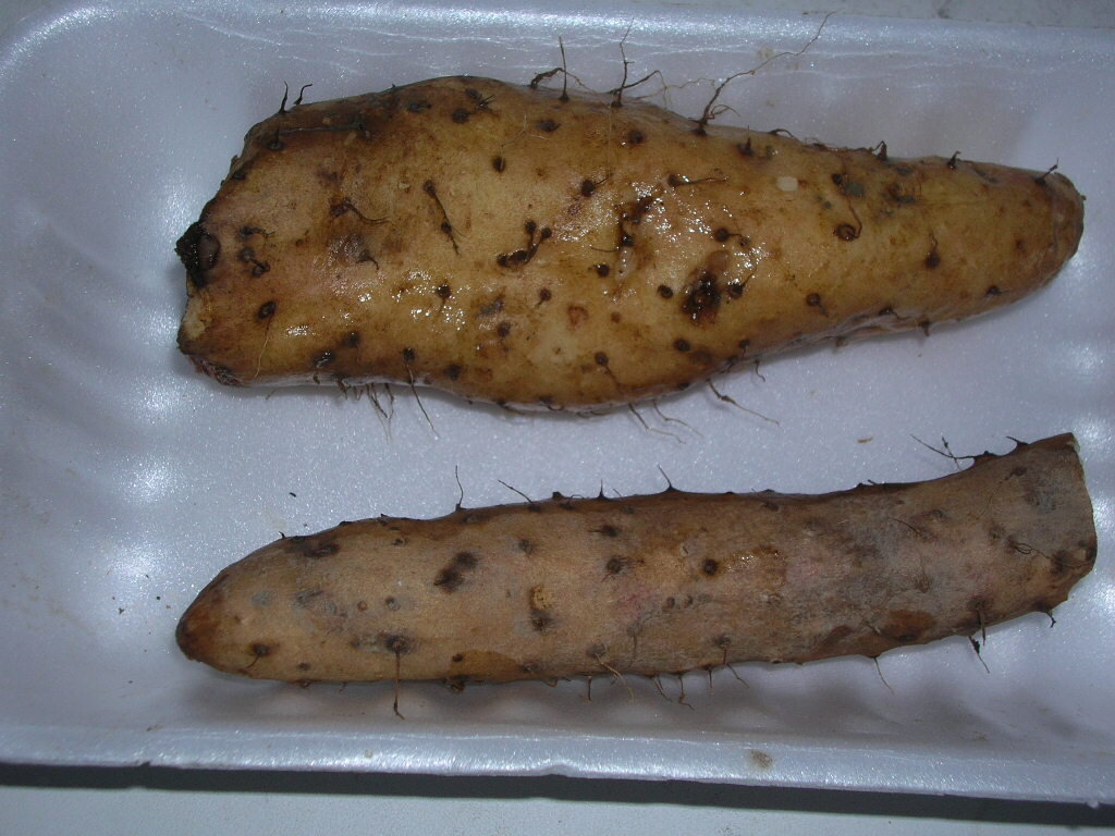 подземные клубни китайского ямса