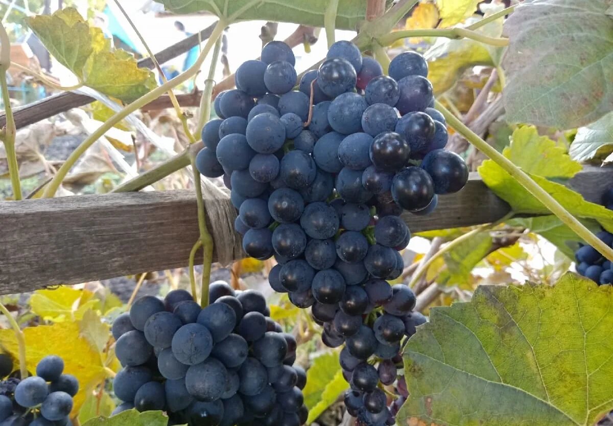 Фото: UfacityNews.ru