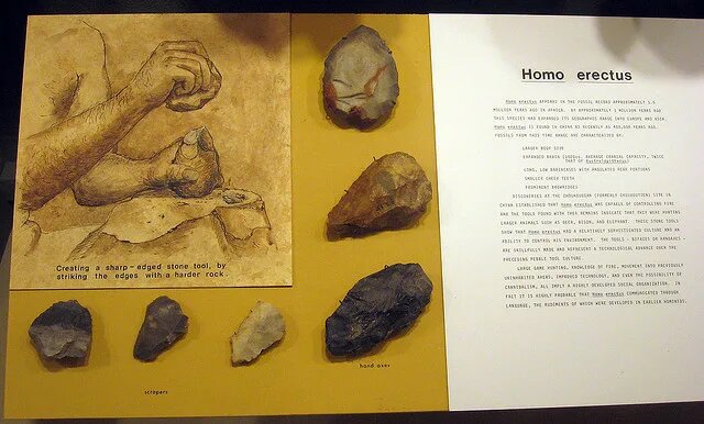 Объём мозга достигал 850–1200 см³, что больше, чем у Homo habilis, но несколько меньше, чем у Homo sapiens и Homo neanderthalensis. 

Эректусы активно изготавливали каменные орудия труда, известные как ашельская культура. Считается, что именно Homo erectus первым начал систематически использовать огонь для обогрева, охоты, приготовления пищи и защиты от врагов.