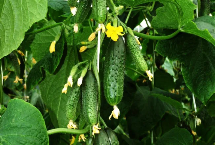 Жалко, но все перекрывающие листья удаляем