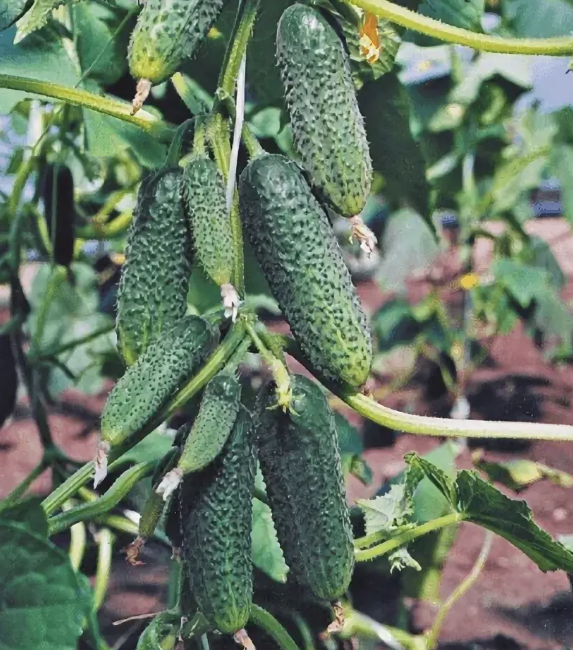 Вести в один стебель, чтобы со всех сторон было солнце и ветер.