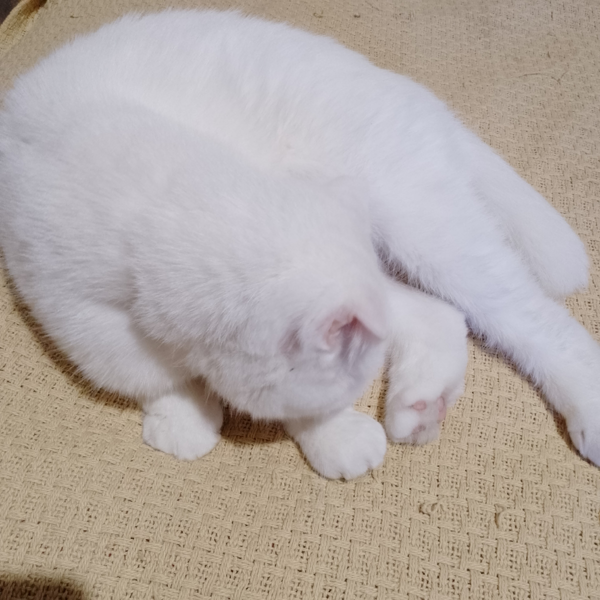 Ума как только видит меня с телефоном, сразу становится невозможно деловой и занятой)