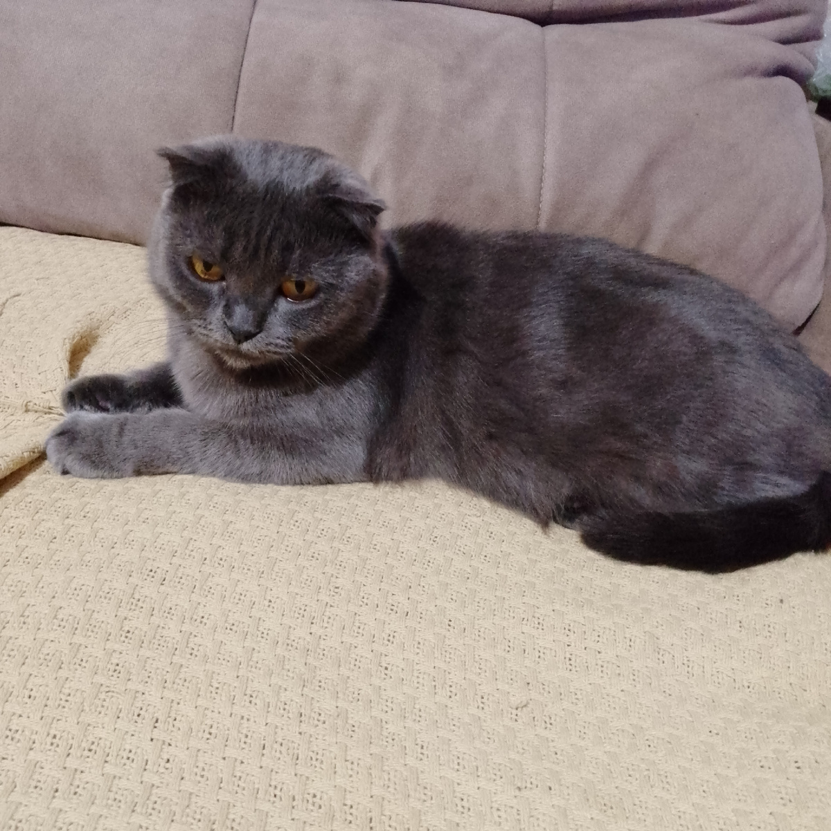 Вот так у нас появляются затяжки на пледе.