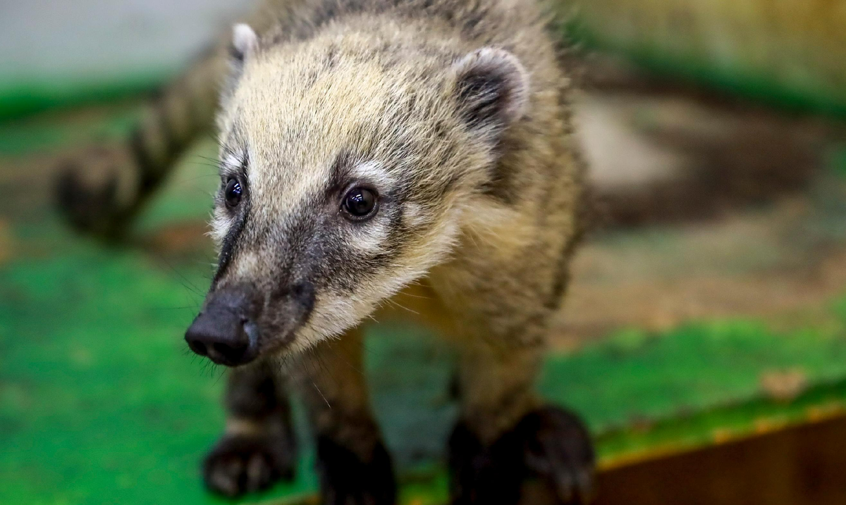 Фото: nsknews.info