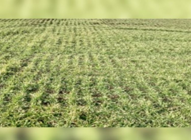    Озимые пожелтели на полях Ставрополья: комментарий экспертов