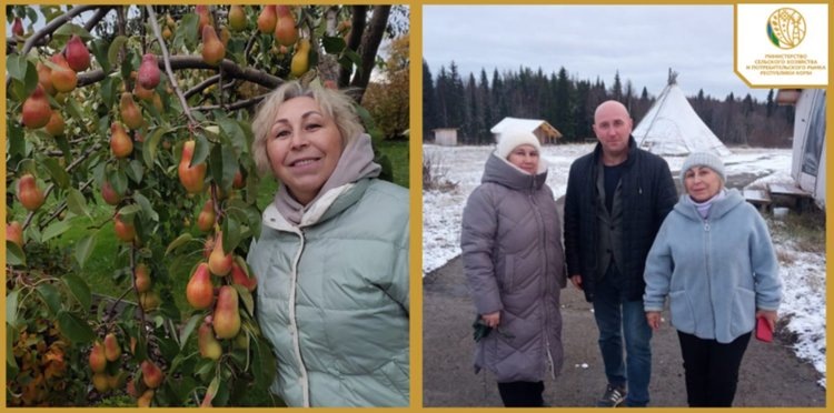    Северная молочная ферма в Коми с айрширскими и джерсейскими коровами встала на путь агротуризма