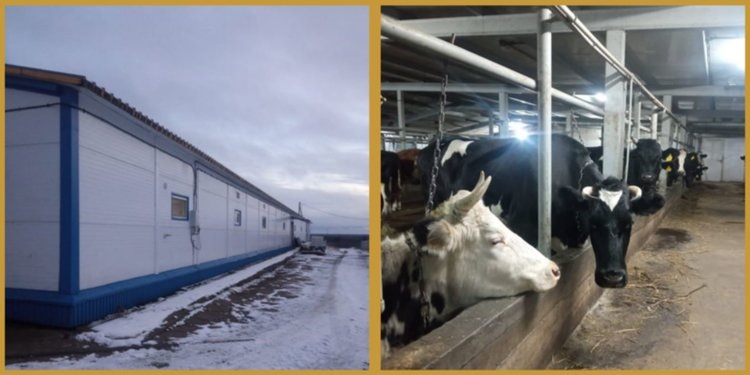     Северная молочная ферма в Коми с айрширскими и джерсейскими коровами встала на путь агротуризма
