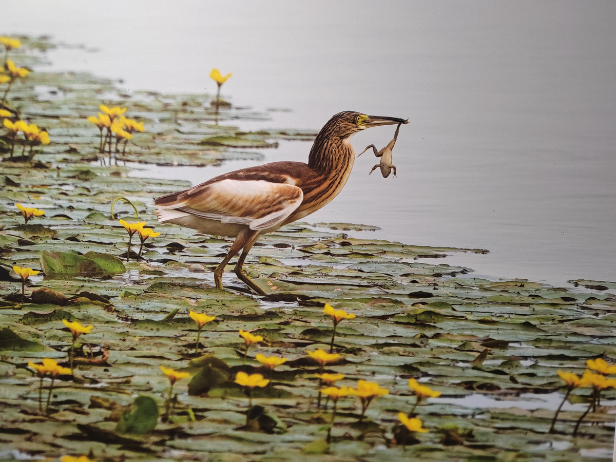 Обед жёлтой цапли. Автор Марина Вильданова.