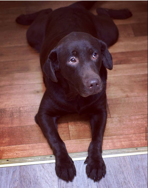 Габи. Такой она у нас появилась в 2016 году