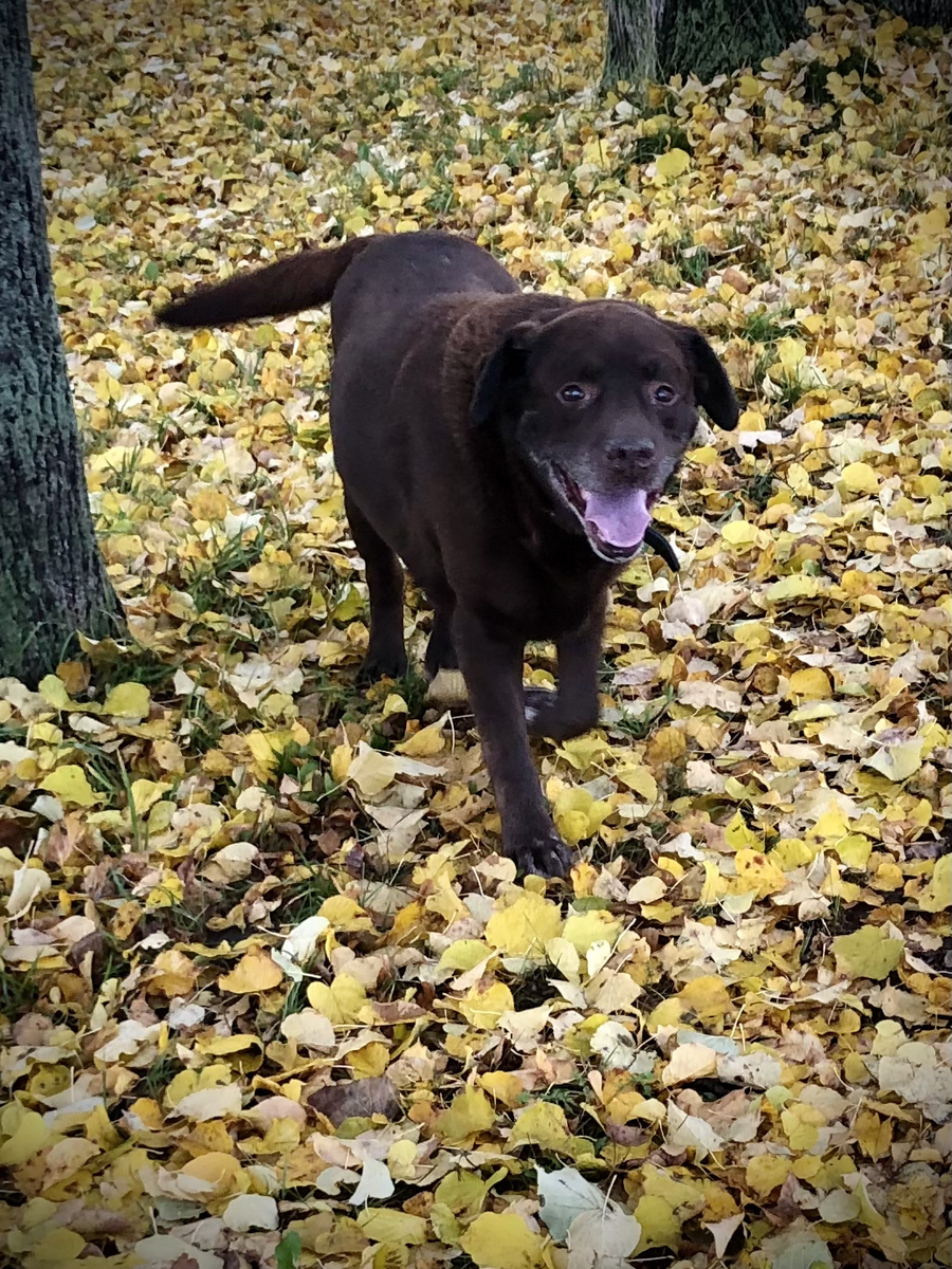 Мартин, 2020 год