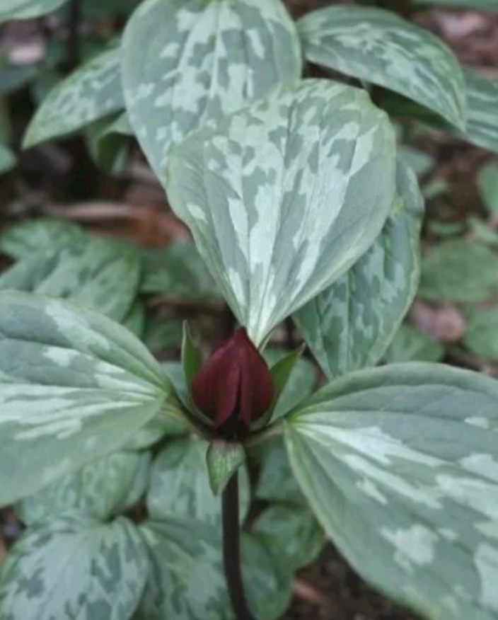Триллиум Отогнутый (Trillium recurvatum). Фото с сайта продавца. Скрин.