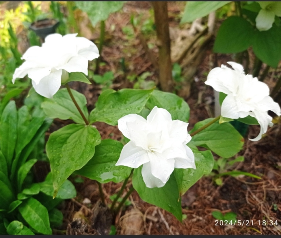 Триллиум махровый Плена. Фото Татьяны Морозовой , Дзен канал ЖЗЖ