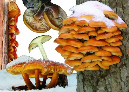 Опёнок зимний, из открытых источников в Рунете