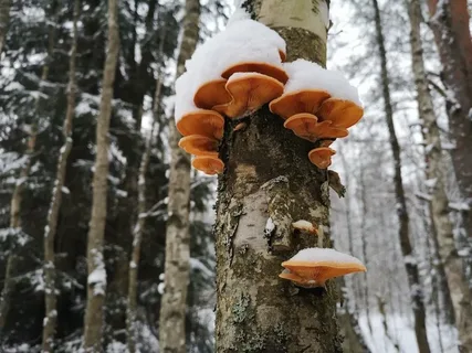 Осенние грибы зимой под Петербургом, из открытых источников в Сети