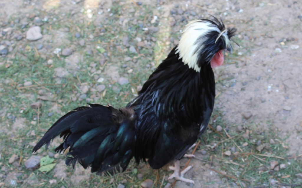  Голландская белохохлая