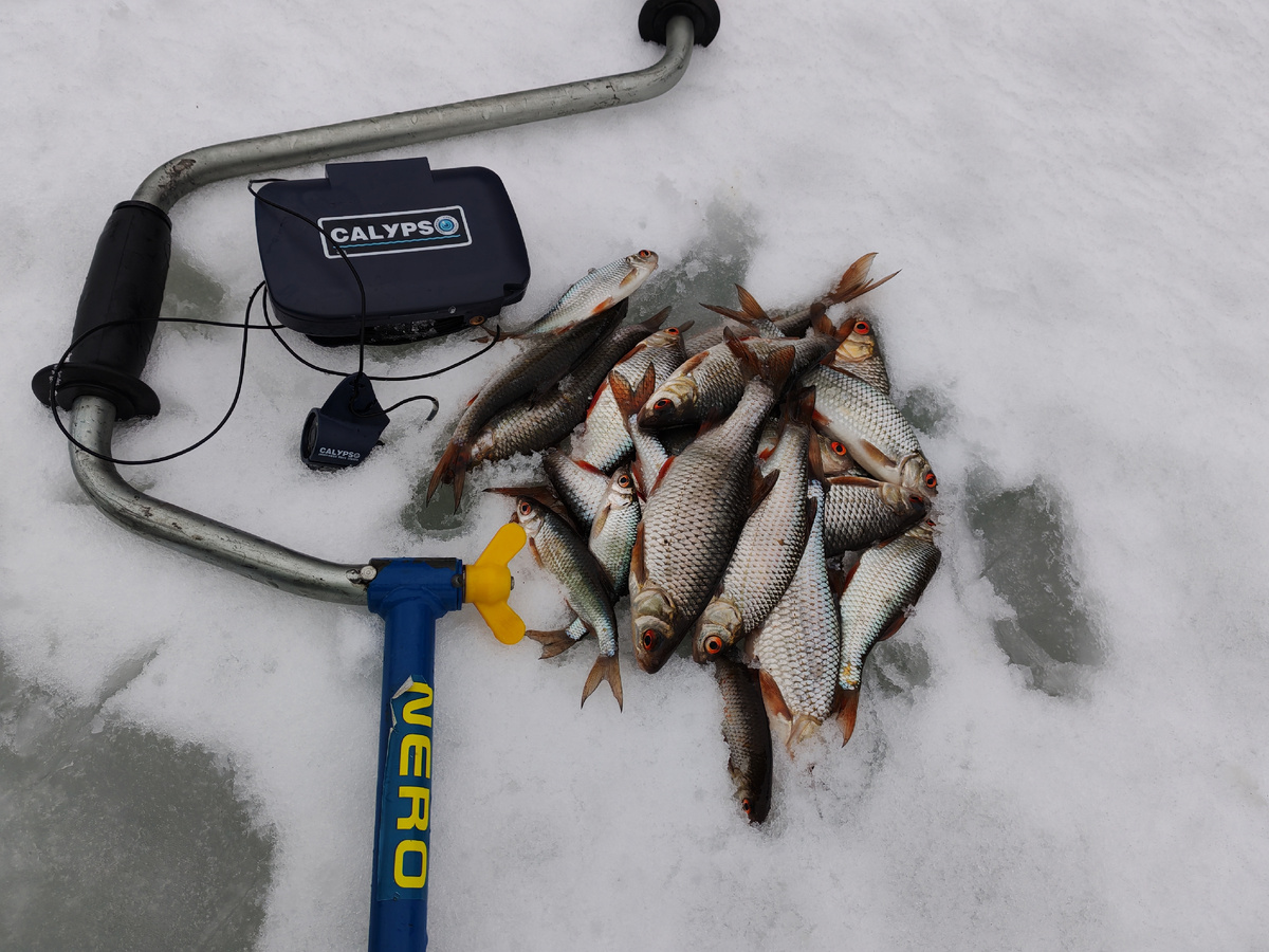 Самые крупные особи клюют сразу, на первой проводке