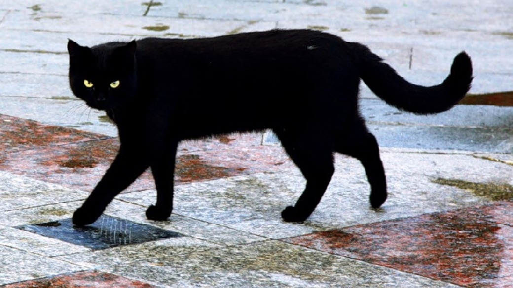 Яндекс-картинки