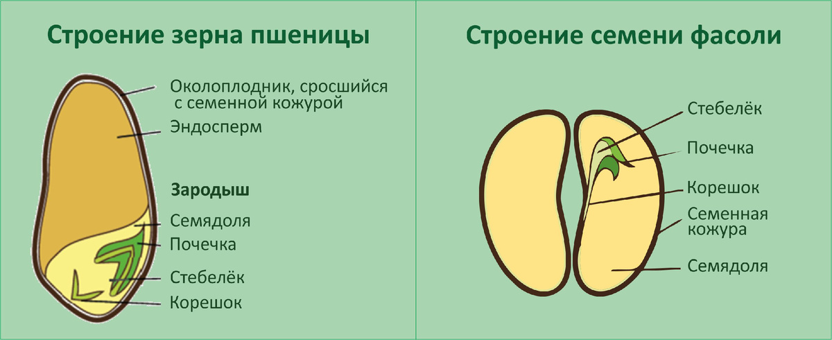 Примеры однодольного и двудольного семени.