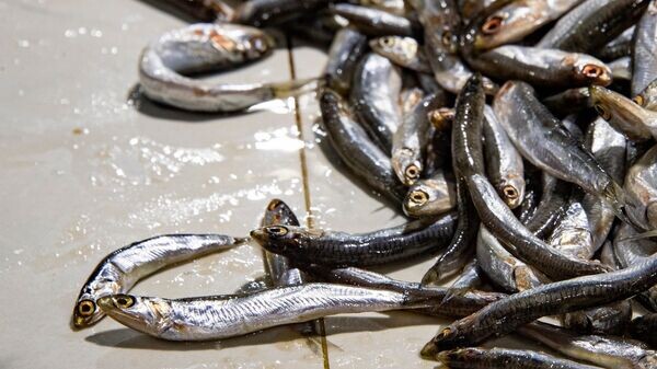    © РИА Новости Крым . Дмитрий Макеев