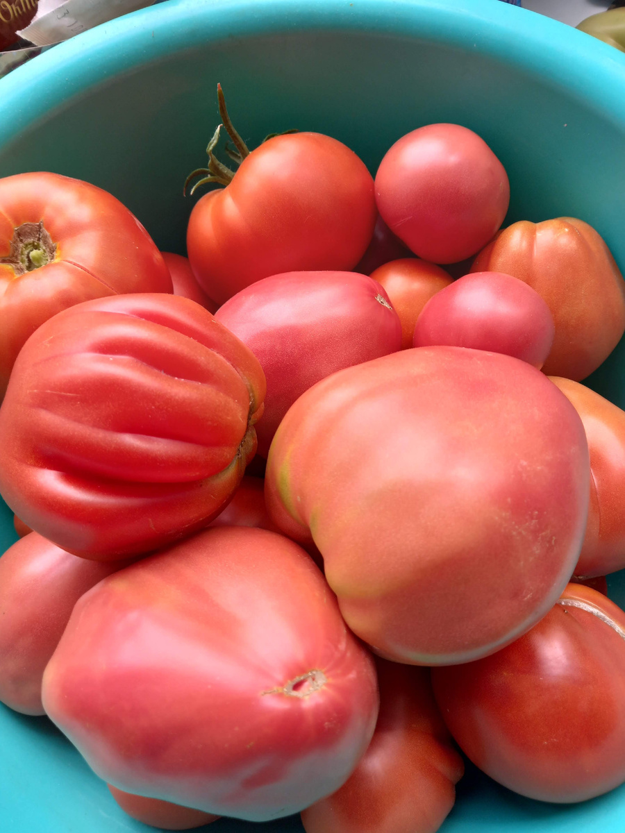 Кстати,  крупные сердцевидные  это Бабушкино  а со складочками Пузата Хата. Это 2023 год , он был более помидорный, чем прошлый