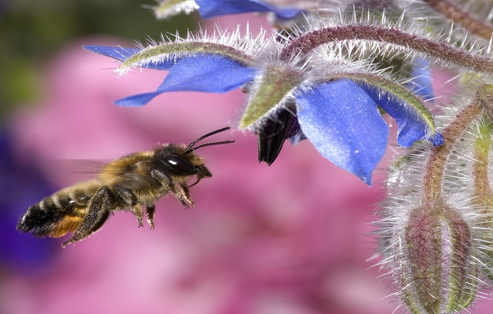 Опыление сельскохозяйственных культур в США