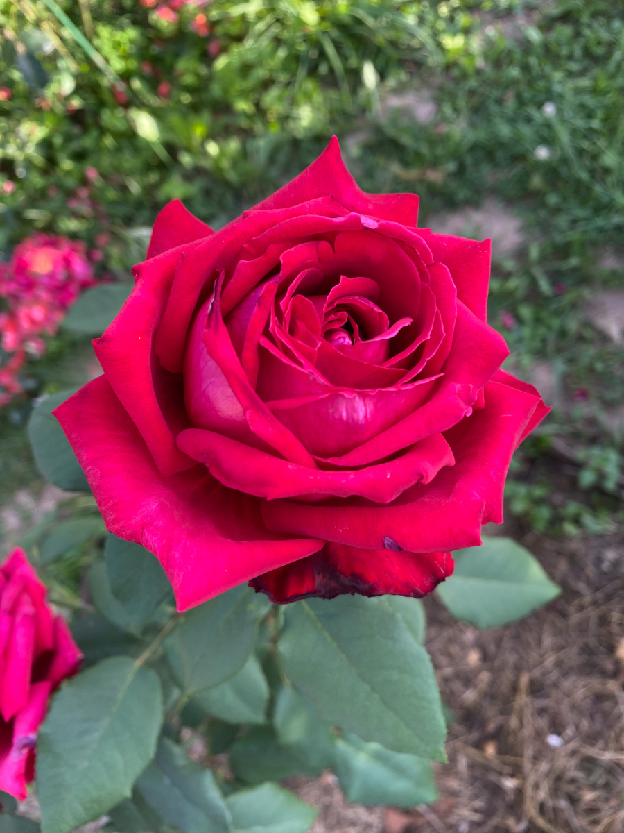 Роза Ботеро