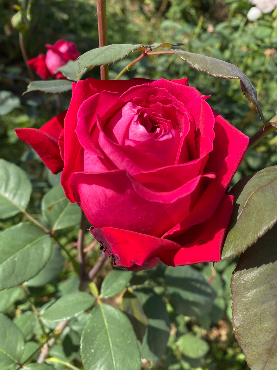 Роза Ботеро