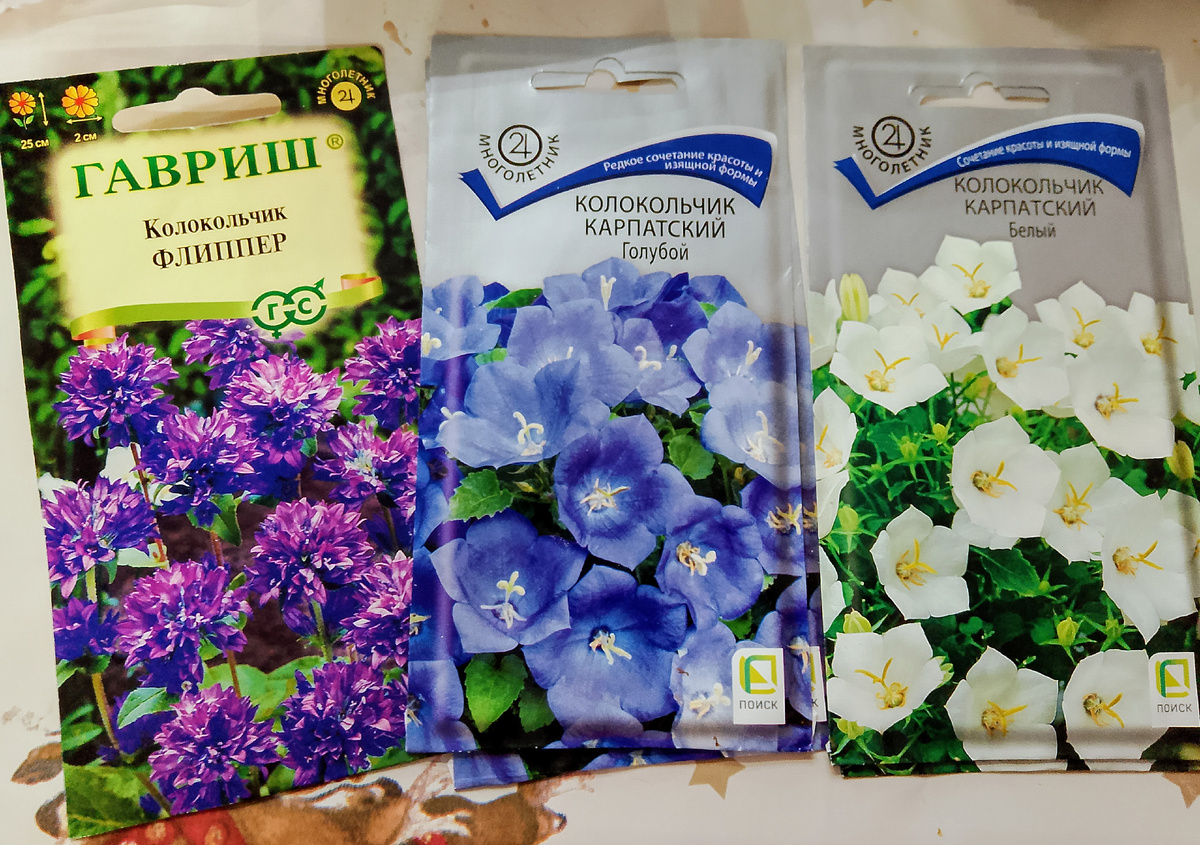 Многолетние колокольчики