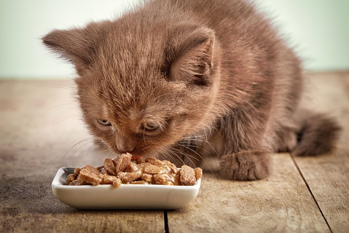 Котёнок ест корм 