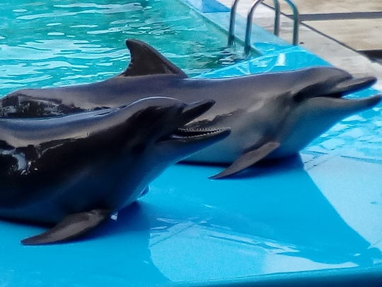 Дельфинарий в Пицунде.