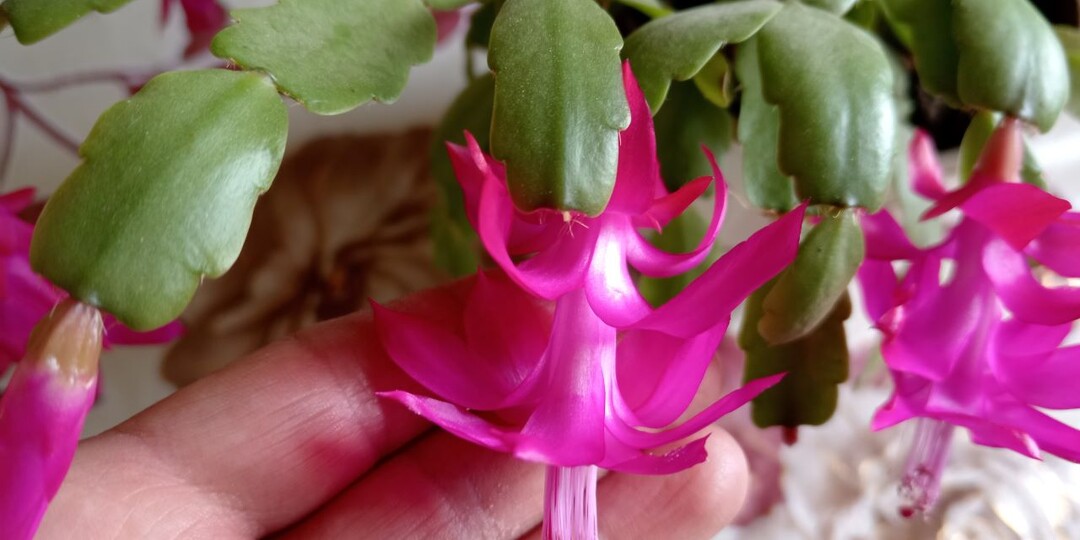 Почему декабрист не цветет зимой. 5 главных ошибок при уходе