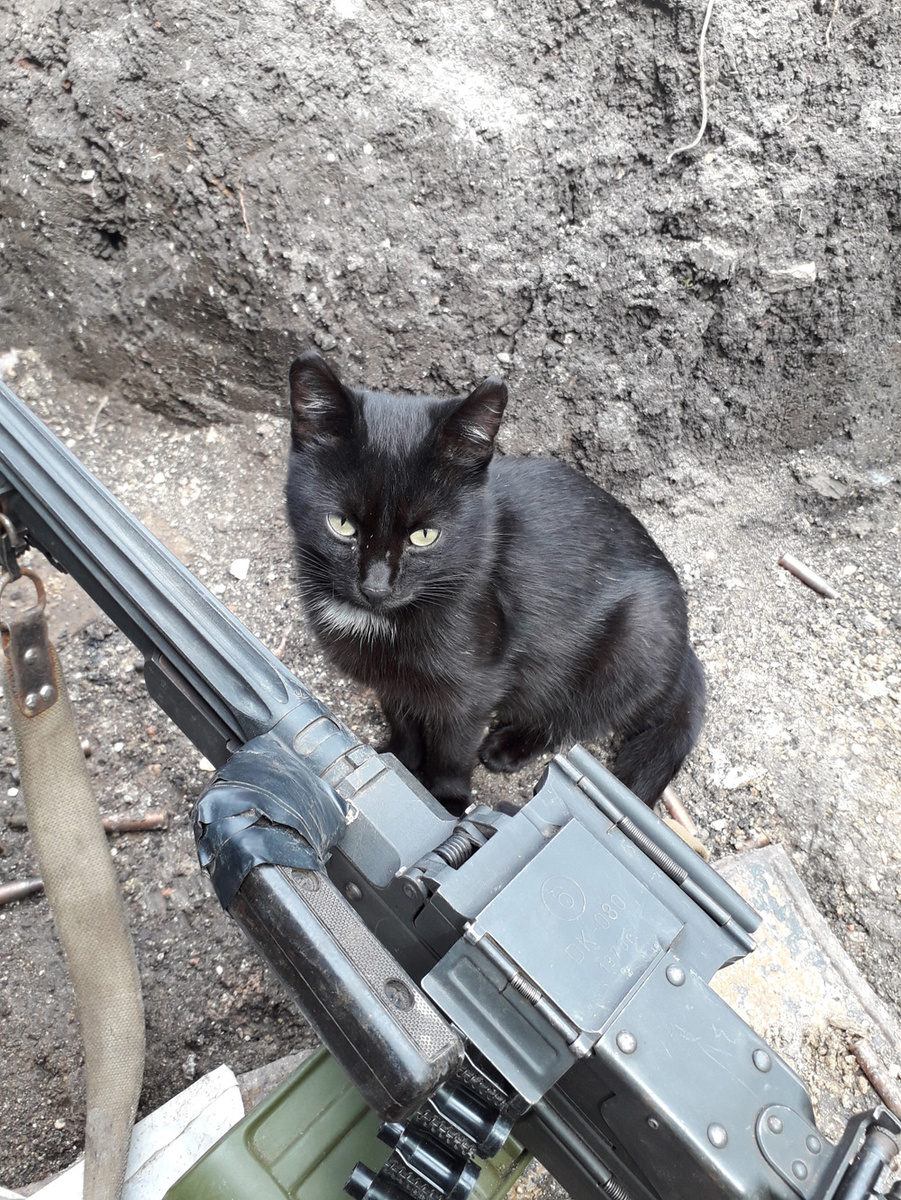 Кот на СВО... Слышал, что многие из семейства кошачьих глохнут на войне...