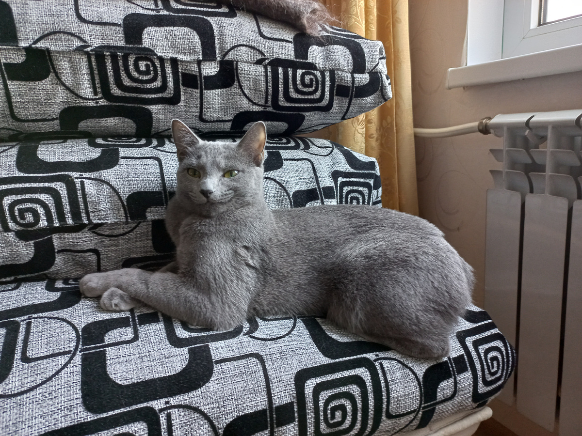 Наша кошка Люся заняла стратегическую позицию задом к горячей батарее...