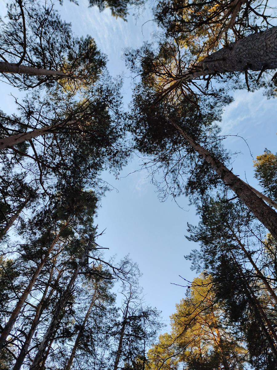 Головокружительная красота 