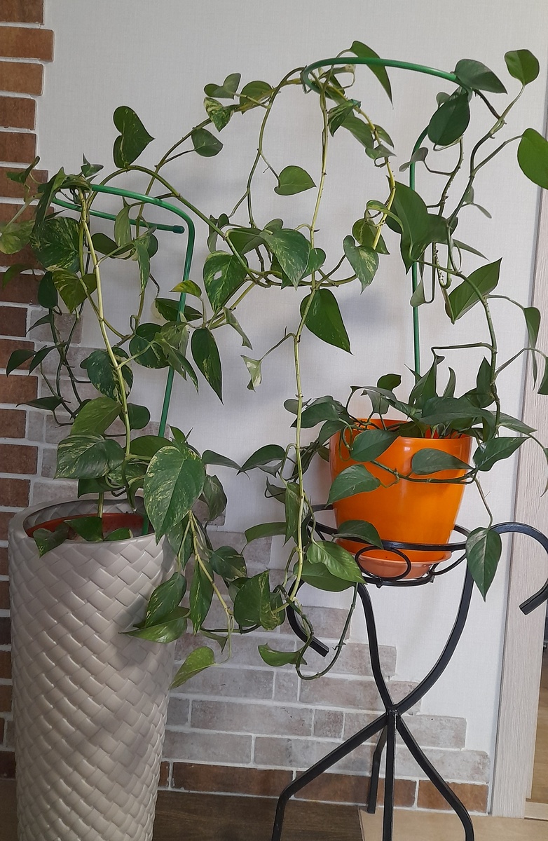 Мои сциндапсусы, фото автора 