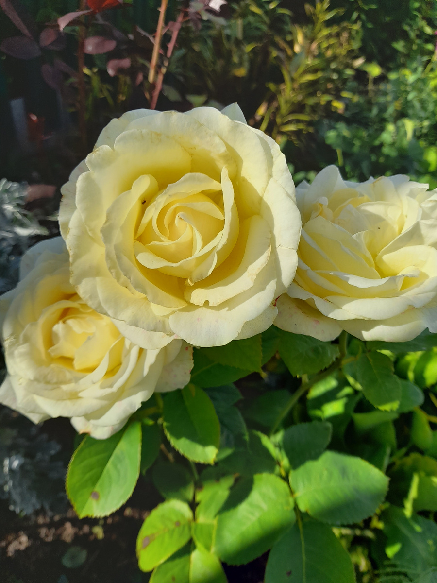 Роза из букета, фото автора 