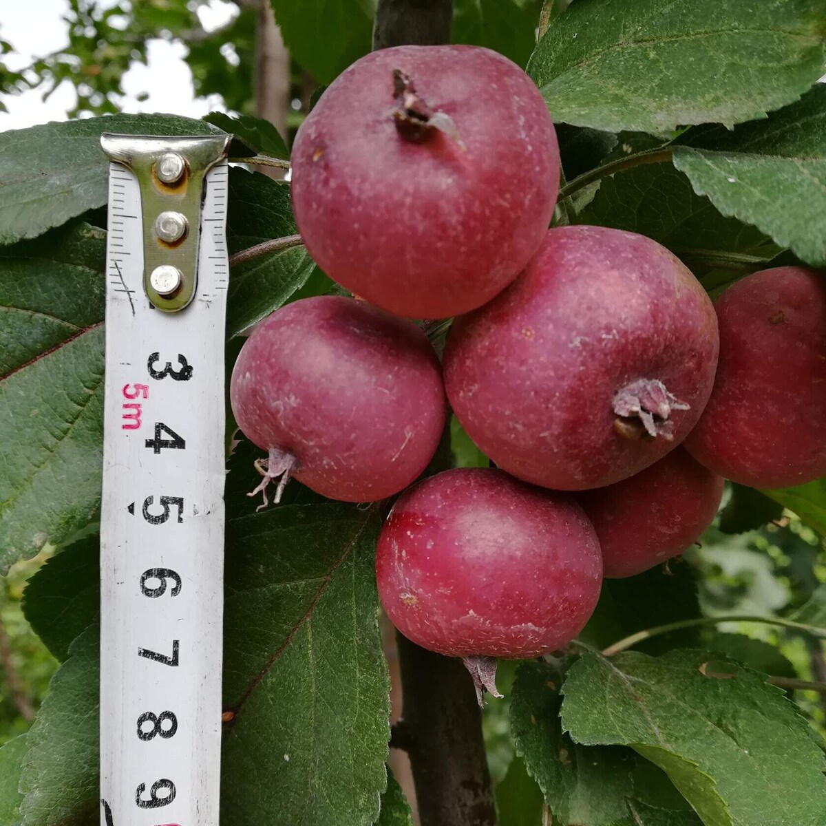 антоциановая колонна АК-30-7-15 (карлик)