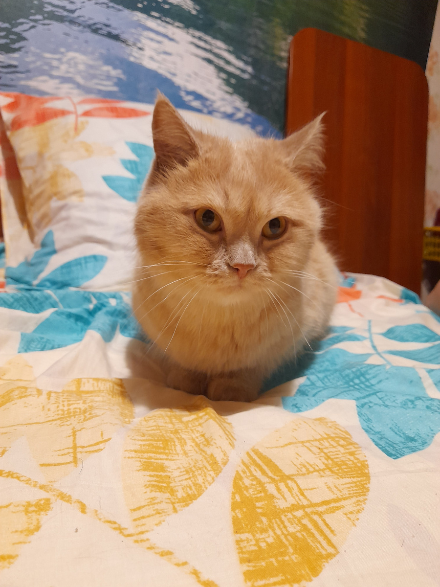 Это наш Плюша