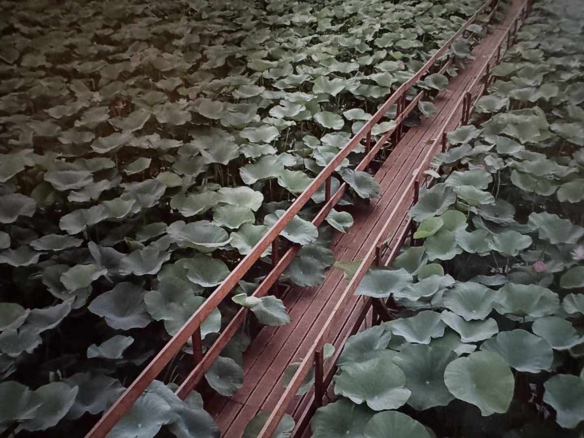 Путь по экологической тропе сквозь заросли лотоса орехоносного. Фото Марины Вильдановой.