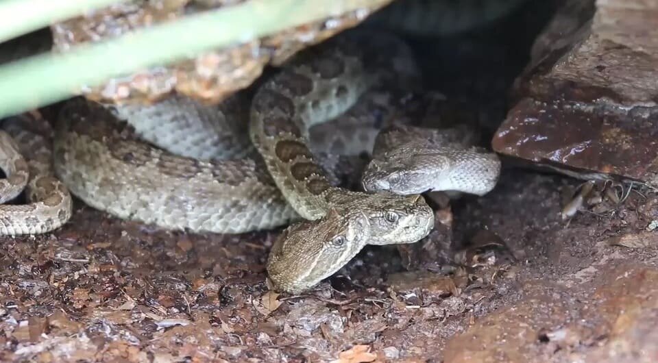   Scott M Boback et al. / Current Zoology, 2024