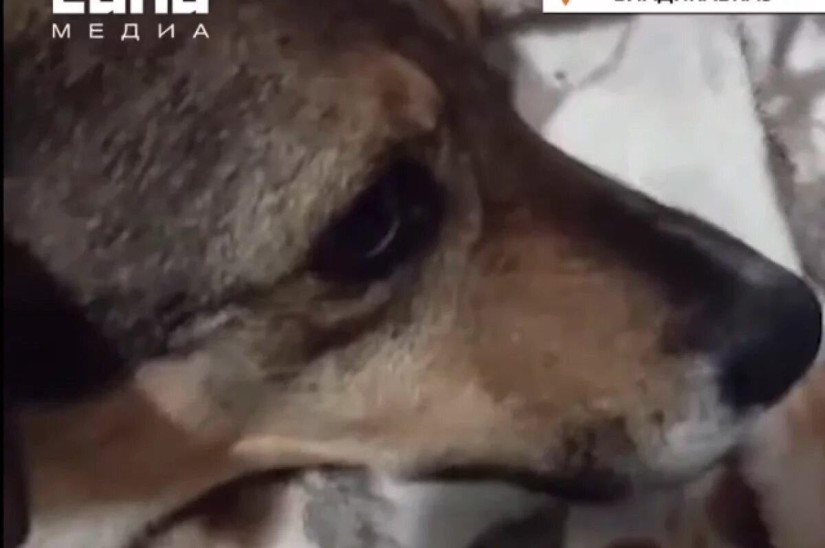    Волонтёр из Владикавказа спасла подстреленную и замёрзшую на улице собаку